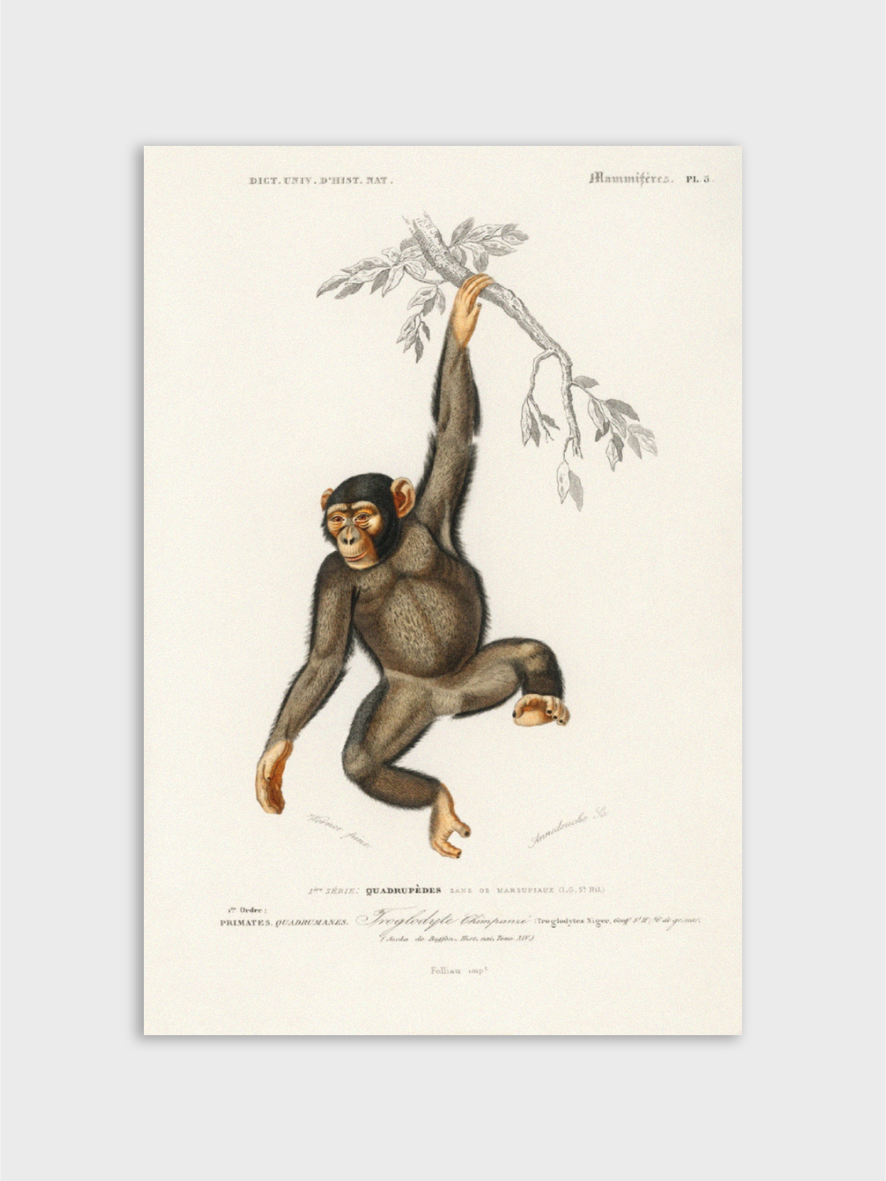 Chimpangze