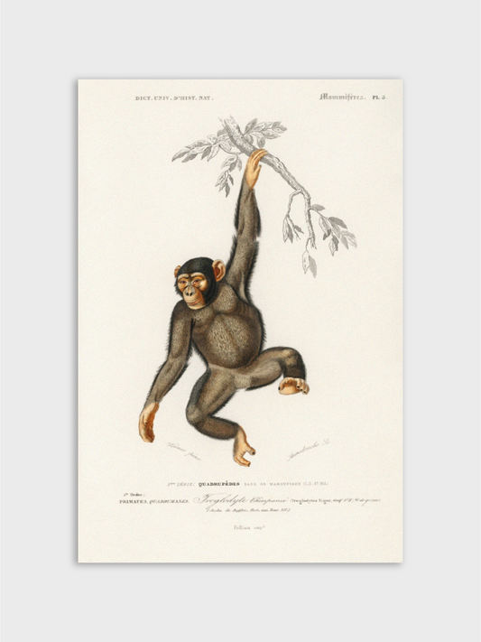 Chimpangze
