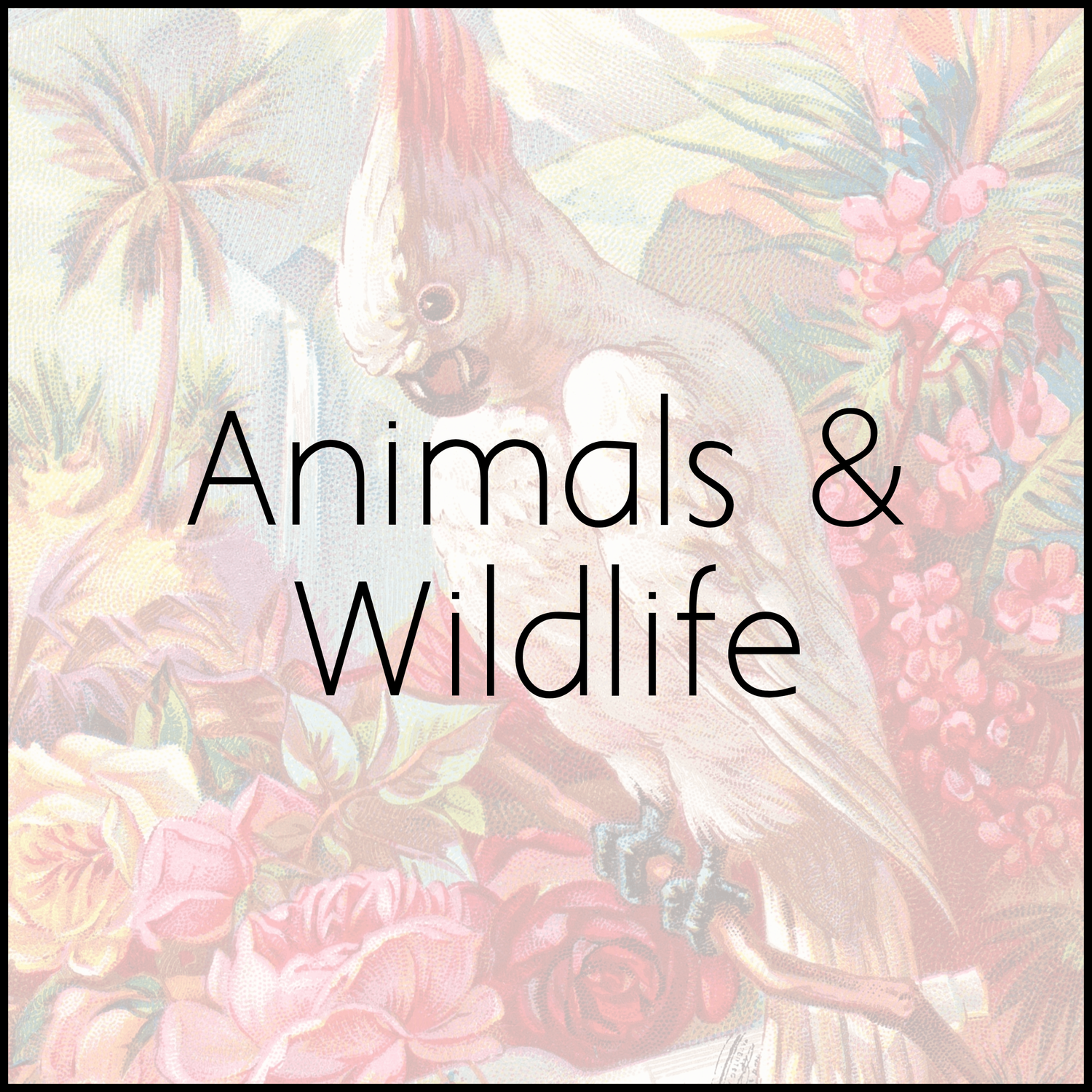 Animals & Wildlife Theme