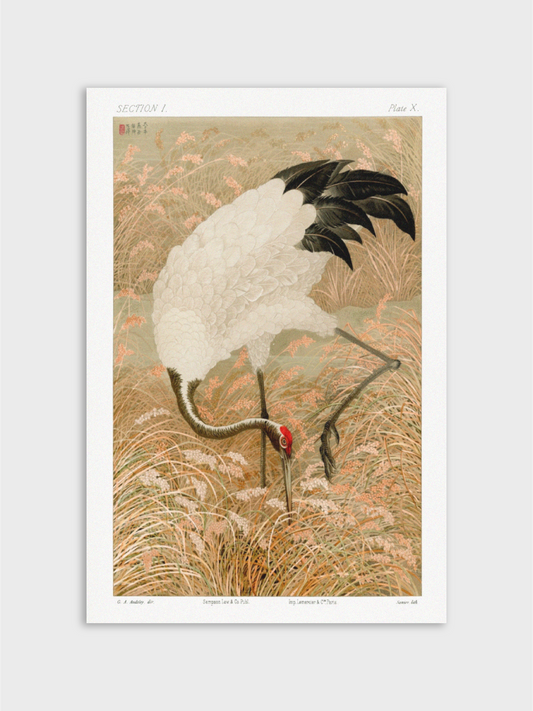 Sarus Crane in Rice Field