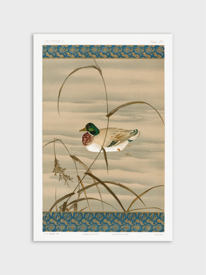 Duck Swimming in the Lake