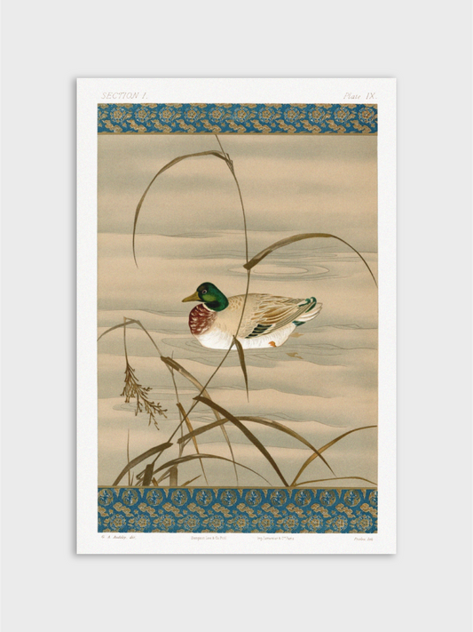 Duck Swimming in the Lake